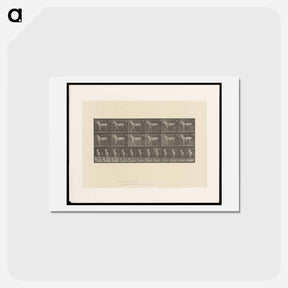 アートポストカード-Sulky Driver
 - エドワード マイブリッジ Postcard.