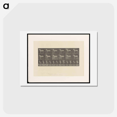 アートポストカード-Sulky Driver
 - エドワード マイブリッジ Postcard.