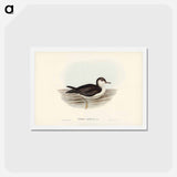 アートポストカード-Allied Petrel
 - ジョン グールド Postcard.