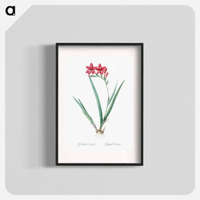 アートポスター-Gladiolus cardinalis illustration - ピエール ジョゼフ ルドゥーテ Poster.