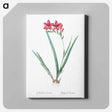 アートパネル-Gladiolus cardinalis illustration - ピエール ジョゼフ ルドゥーテ Canvas.