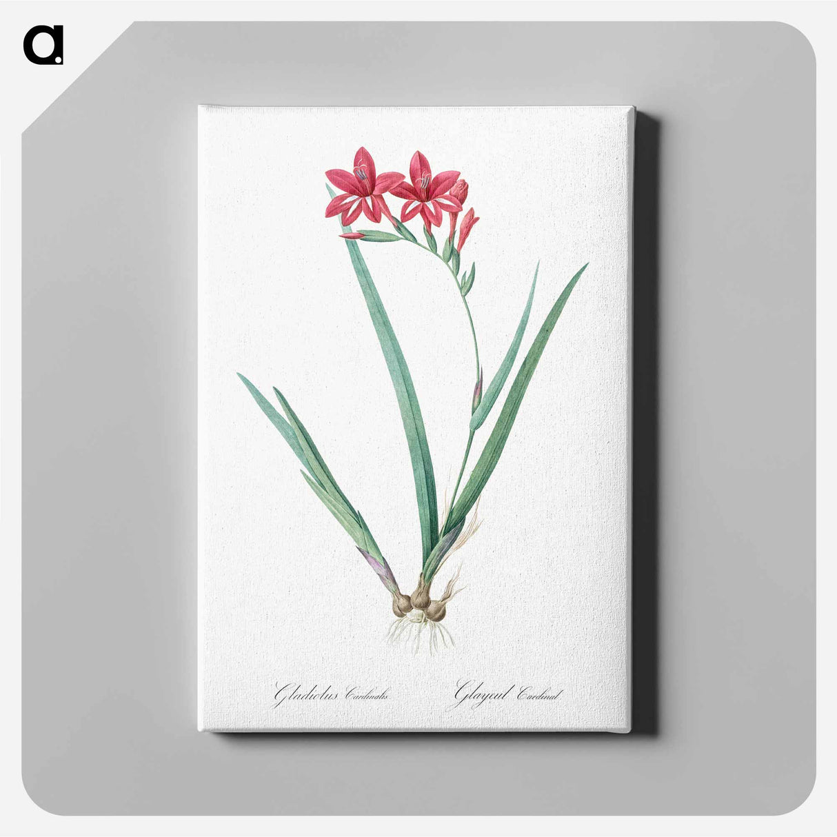 アートパネル-Gladiolus cardinalis illustration - ピエール ジョゼフ ルドゥーテ Canvas.