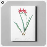 アートパネル-Gladiolus cardinalis illustration - ピエール ジョゼフ ルドゥーテ Canvas.