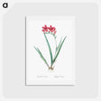 アートポストカード-Gladiolus cardinalis illustration - ピエール ジョゼフ ルドゥーテ Postcard.