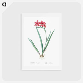 アートポストカード-Gladiolus cardinalis illustration - ピエール ジョゼフ ルドゥーテ Postcard.