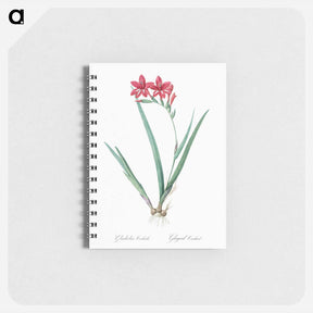 アートメモ帳-Gladiolus cardinalis illustration - ピエール ジョゼフ ルドゥーテ Memo.