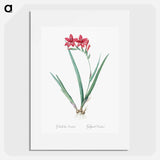 Gladiolus cardinalis illustration - ピエール ジョゼフ ルドゥーテ Poster.