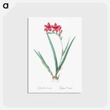 アートポストカード-Gladiolus cardinalis illustration - ピエール ジョゼフ ルドゥーテ Postcard.