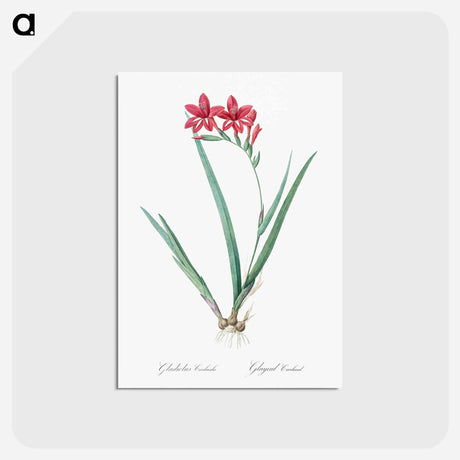 アートポストカード-Gladiolus cardinalis illustration - ピエール ジョゼフ ルドゥーテ Postcard.