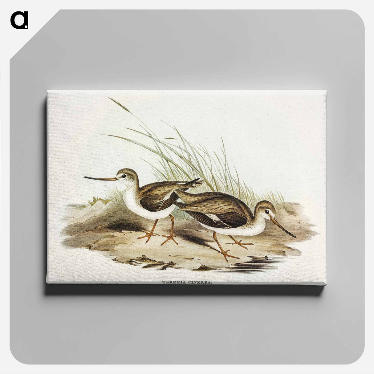 Terek Godwit
 - オーストラリアの鳥 Canvas.