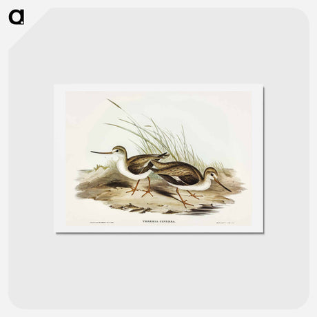 アートポストカード-Terek Godwit
 - オーストラリアの鳥 Postcard.