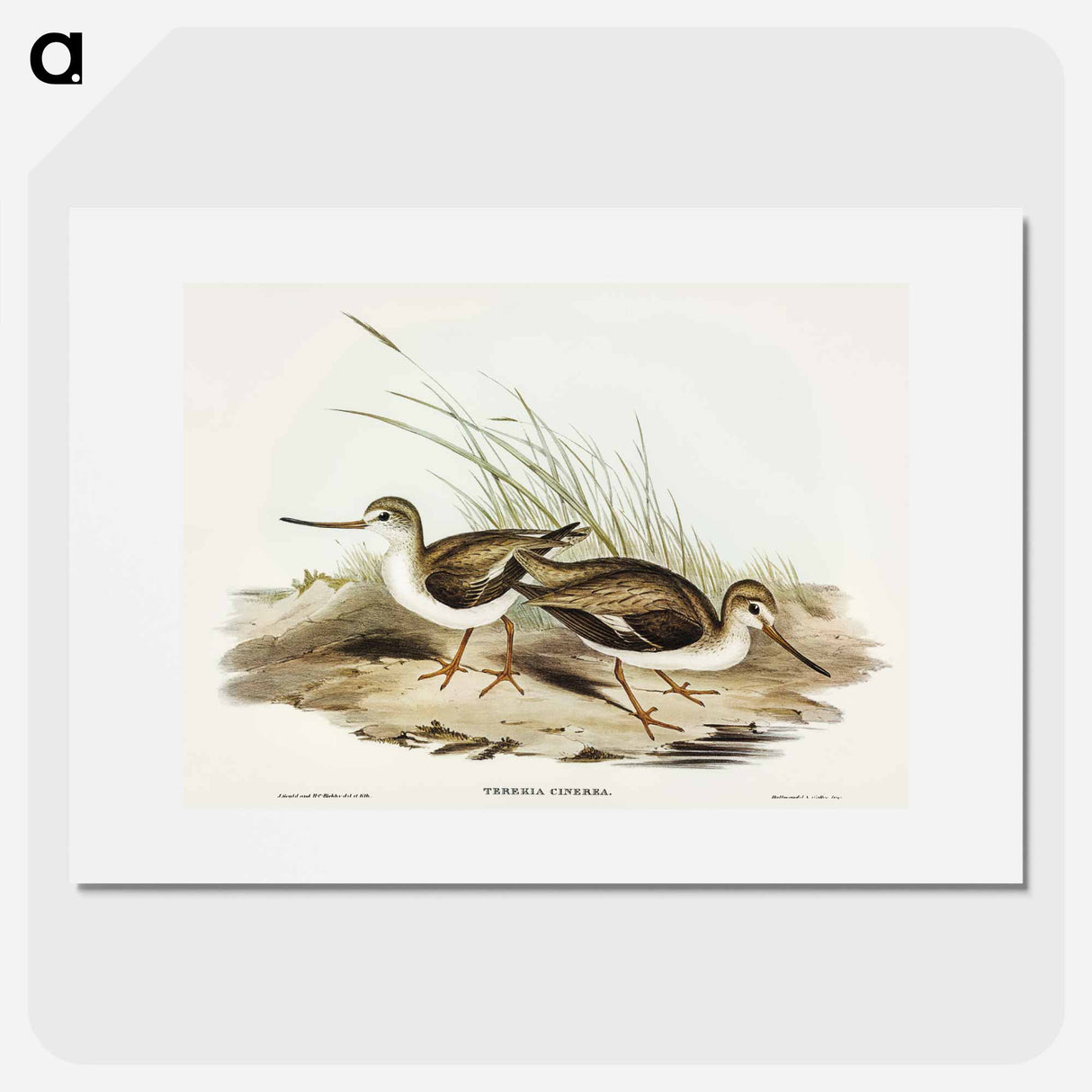 Terek Godwit
 - オーストラリアの鳥 Poster.