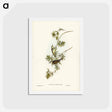 アートポストカード-Fasciated Honey-eater
 - ジョン グールド Postcard.