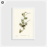 アートポストカード-Fasciated Honey-eater
 - ジョン グールド Postcard.