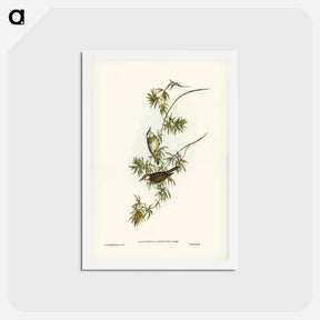 アートポストカード-Fasciated Honey-eater
 - ジョン グールド Postcard.