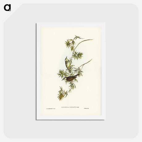 アートポストカード-Fasciated Honey-eater
 - ジョン グールド Postcard.