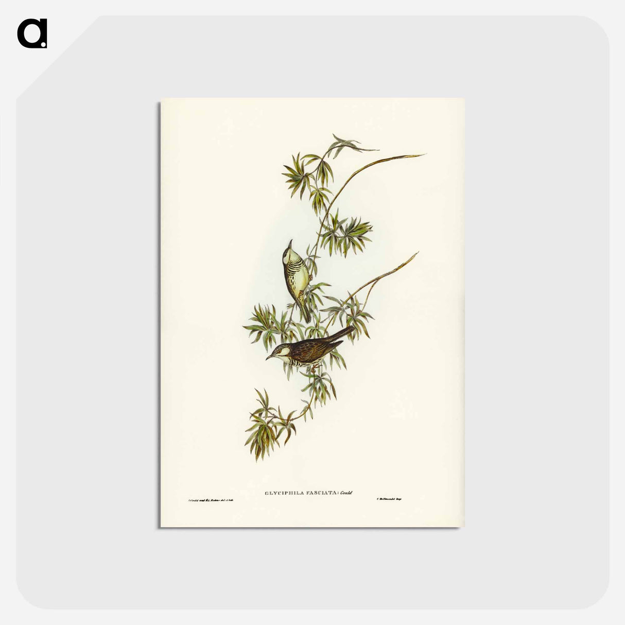 アートポストカード-Fasciated Honey-eater
 - ジョン グールド Postcard.
