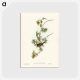 アートポストカード-Fasciated Honey-eater
 - ジョン グールド Postcard.