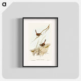 Cautious Wren
 - オーストラリアの鳥 Poster.