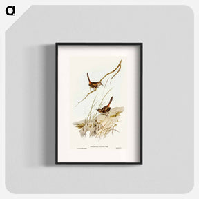 アートポスター-Cautious Wren
 - オーストラリアの鳥 Poster.