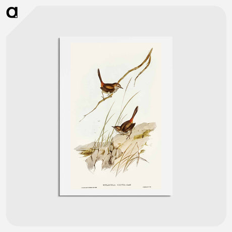 アートポストカード-Cautious Wren
 - オーストラリアの鳥 Postcard.