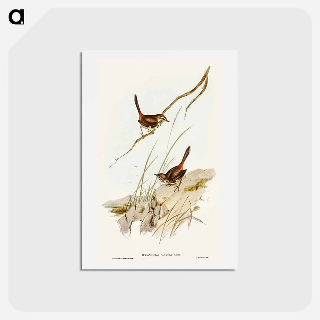 アートポストカード-Cautious Wren
 - オーストラリアの鳥 Postcard.