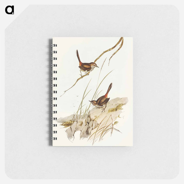 アートメモ帳-Cautious Wren
 - オーストラリアの鳥 Memo.