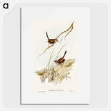 Cautious Wren
 - オーストラリアの鳥 Poster.