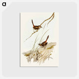 アートポストカード-Cautious Wren
 - オーストラリアの鳥 Postcard.