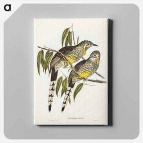 アートパネル-Great Wattled Honey-eater
 - ジョン グールド Canvas.