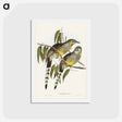 アートポストカード-Great Wattled Honey-eater
 - ジョン グールド Postcard.