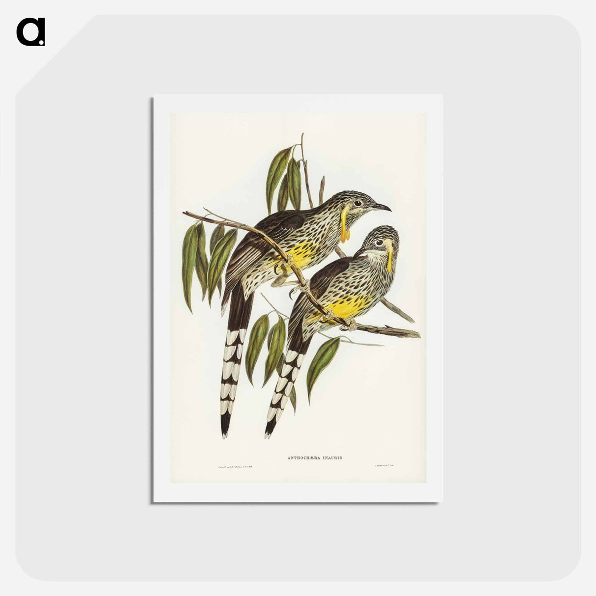 アートポストカード-Great Wattled Honey-eater
 - ジョン グールド Postcard.
