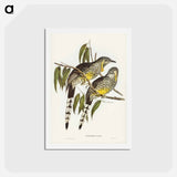 アートポストカード-Great Wattled Honey-eater
 - ジョン グールド Postcard.