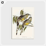 アートポストカード-Great Wattled Honey-eater
 - ジョン グールド Postcard.