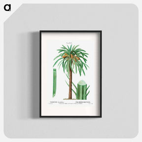 アートポスター-Date palm, Phoenix dactylifera - ピエール ジョゼフ ルドゥーテ Poster.