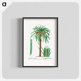 Date palm, Phoenix dactylifera - ピエール ジョゼフ ルドゥーテ Poster.