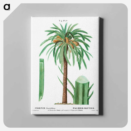 アートパネル-Date palm, Phoenix dactylifera - ピエール ジョゼフ ルドゥーテ Canvas.