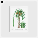 アートポストカード-Date palm, Phoenix dactylifera - ピエール ジョゼフ ルドゥーテ Postcard.