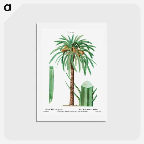 アートポストカード-Date palm, Phoenix dactylifera - ピエール ジョゼフ ルドゥーテ Postcard.
