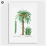 Date palm, Phoenix dactylifera - ピエール ジョゼフ ルドゥーテ Poster.