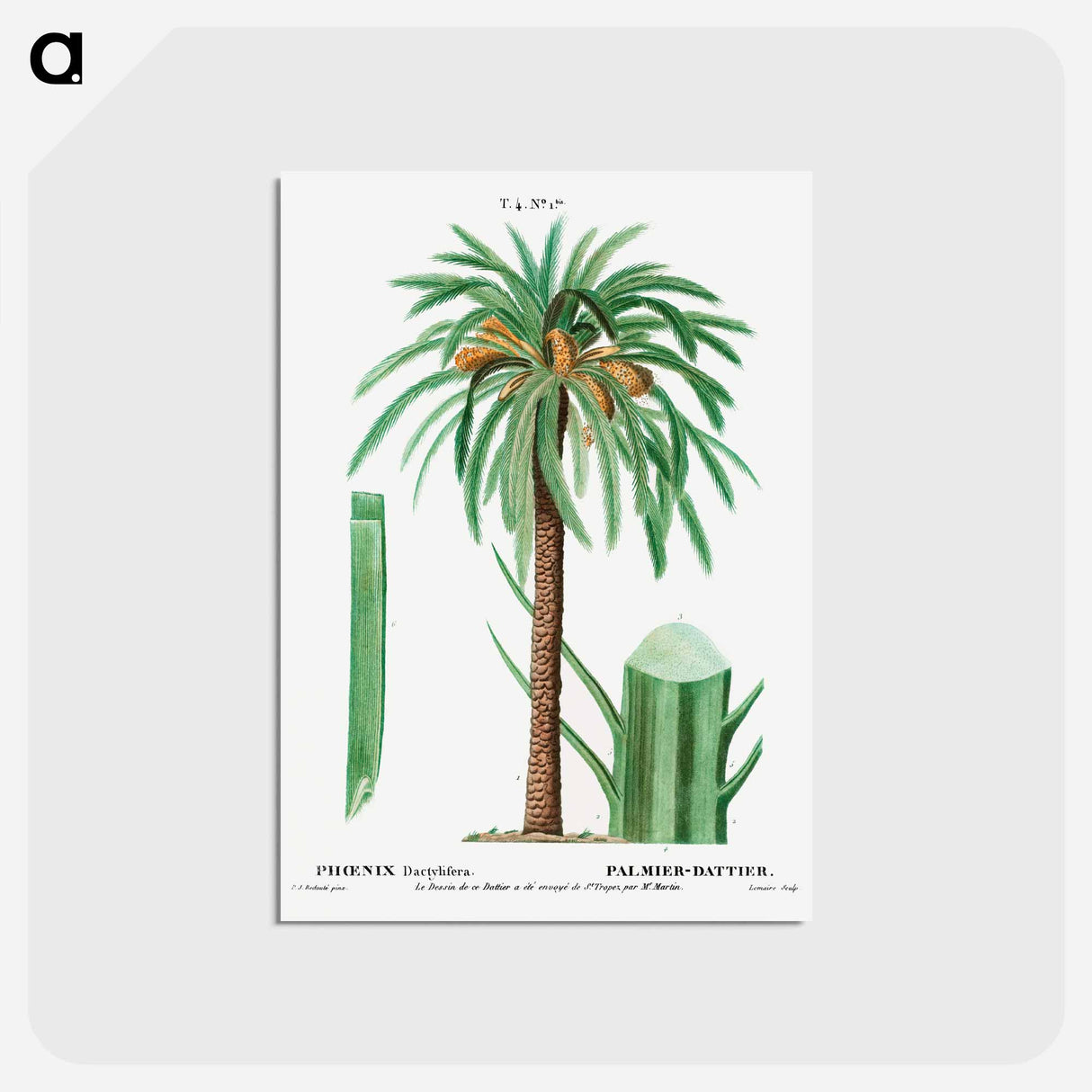 アートポストカード-Date palm, Phoenix dactylifera - ピエール ジョゼフ ルドゥーテ Postcard.