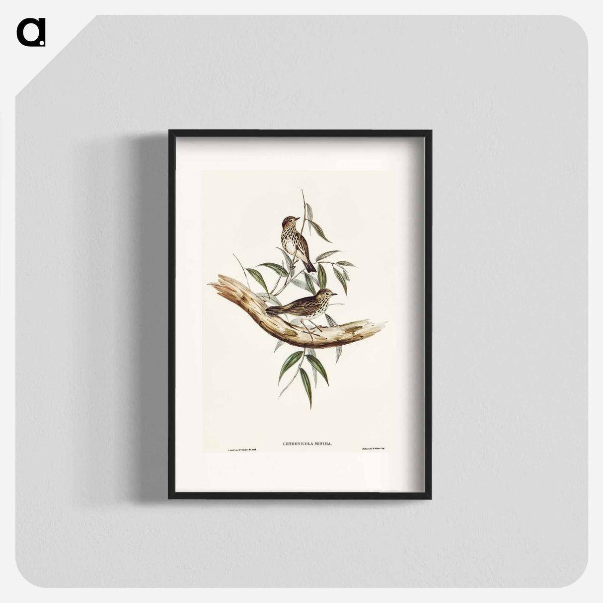 Little Chthonicola
 - オーストラリアの鳥 Poster.