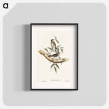 Little Chthonicola
 - オーストラリアの鳥 Poster.