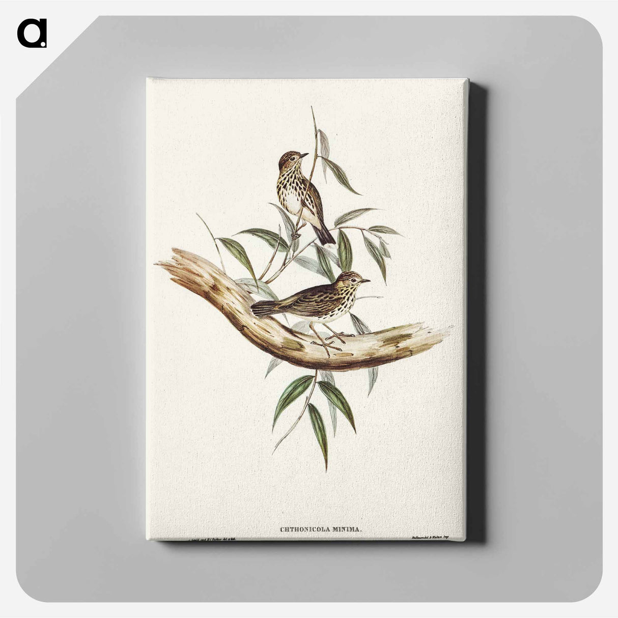 Little Chthonicola
 - オーストラリアの鳥 Canvas.