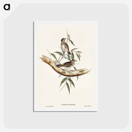 アートポストカード-Little Chthonicola
 - オーストラリアの鳥 Postcard.