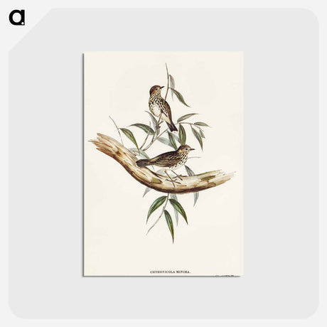 アートポストカード-Little Chthonicola
 - オーストラリアの鳥 Postcard.