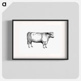 アートポスター-Shorthorn Bull
 - 大英図書館 Poster.