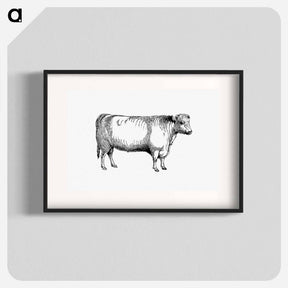 アートポスター-Shorthorn Bull
 - 大英図書館 Poster.