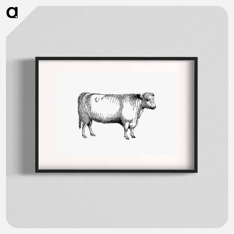 アートポスター-Shorthorn Bull
 - 大英図書館 Poster.