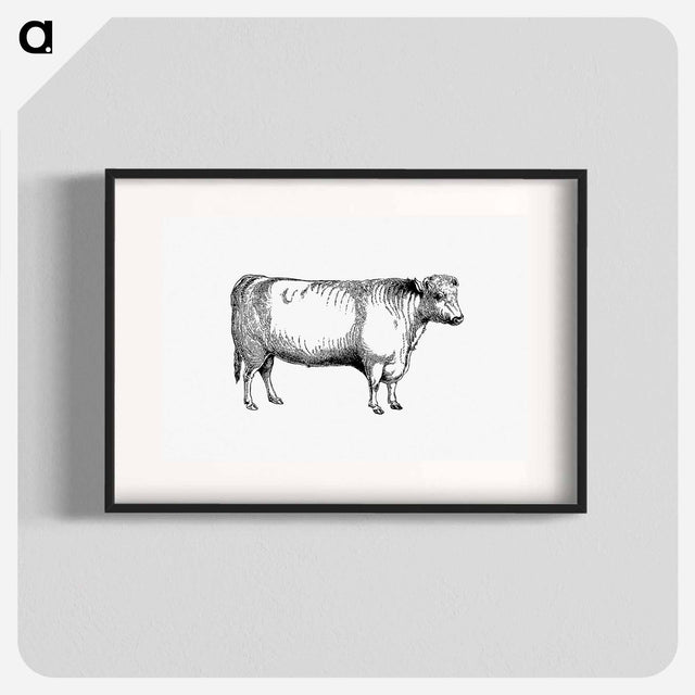 アートポスター-Shorthorn Bull
 - 大英図書館 Poster.